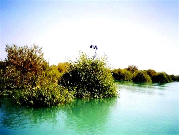 هرمزگان دارای خاص ترین اکوسیستم گیاهی ایران