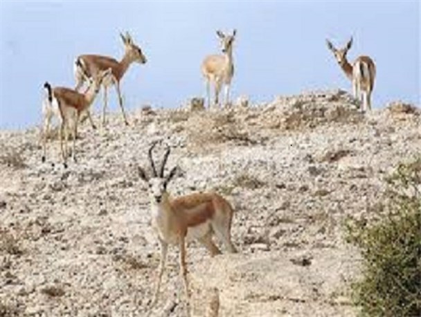 سرما و برف اخیر خطر صید حیوانات وحشی محیط زیست کرج را افزایش داده است/ آماده باش مأموران محیط زیست برای حفاظت
