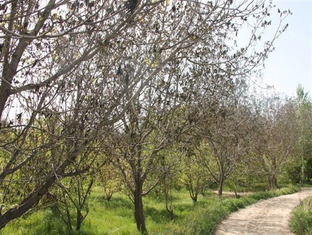 سطح باغات کشور یک میلیون هکتار است