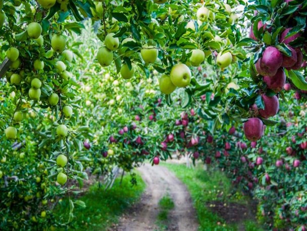 خریداری ۲۵ هزار تن سیب توسط وزارت صمت/ یک سوم سیب کشور در آذربایجان غربی تولید می‌شود