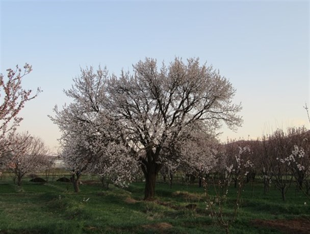 سرما برای درختان زودگلده در ماهنشان تهدید است