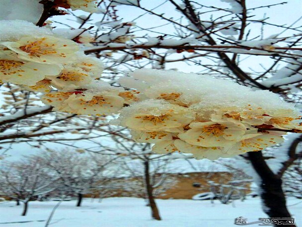 شکوفه های منطقه خدابندلوی صحنه دچار یخ زدگی شدند+تصویر