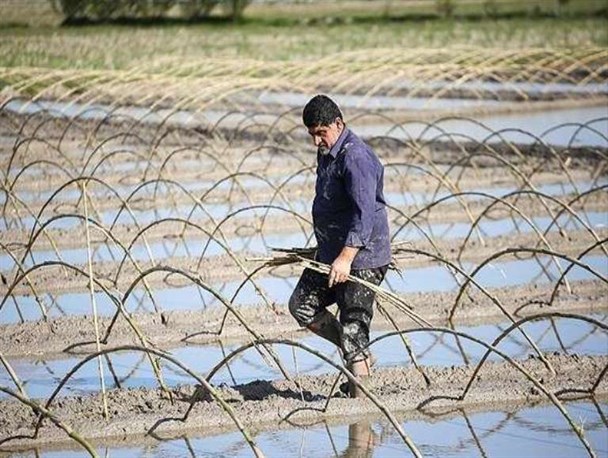 کشاورزان از خزانه‌گیری زودهنگام اجتناب کنند/ لزوم استفاده از پوشش پلاستیکی برای جلوگیری از سرمای بهاره
