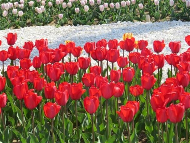 طبیعت زیبای بهاری و خودنمایی لاله ها در پارک ساعت ارومیه