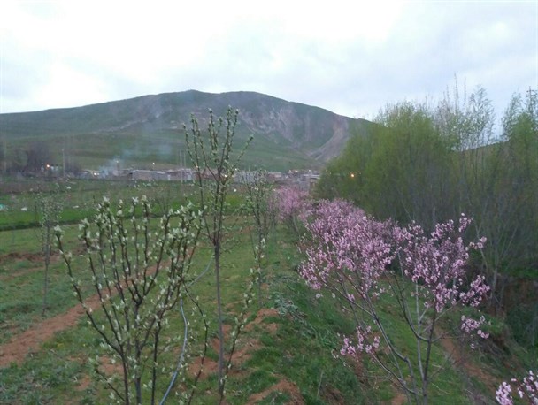 جلوه گری شکوفه های باغ شلیل در طبیعت گرمی