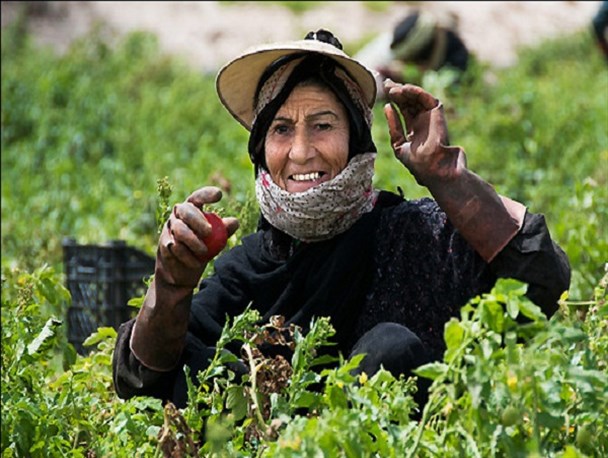 برداشت گوجه در شرایط سخت/ اینجا از فیش های نجومی خبری نیست