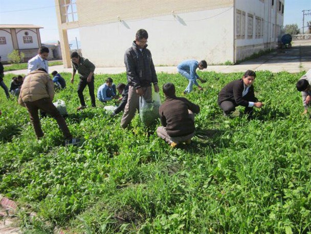 رویش سبز اقتصاد مقاومتی در حیاط مدرسه ای در گنبدکاووس + تصاویر
