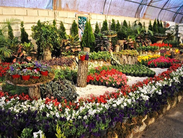 اجرای دشت گل با نمایش 70 هزار گلدان گل در زمینی به مساحت 3 هزار متر مربع/ افزایش 3500 متر مربعی فضای نمایشگاه گل محلات