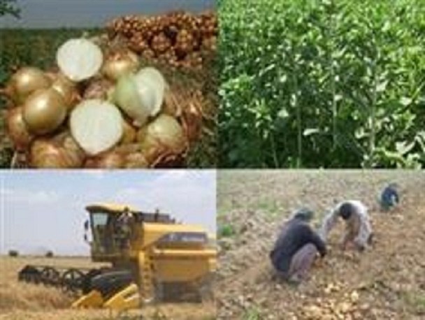 توسعه اشتغال و تولید با رونق صنایع تبدیلی در بخش کشاورزی