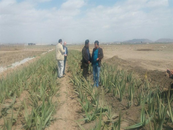 احداث ۱۶ گلخانه پرورش گیاه الوئه‌ورا برای اولین بار در رشتخوار
