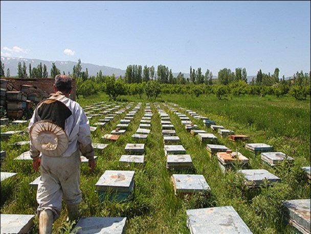 زنبورداری از مزیت های حوزه کشاورزی در استان/رتبه چهارم خراسان شمالی در تولید عسل