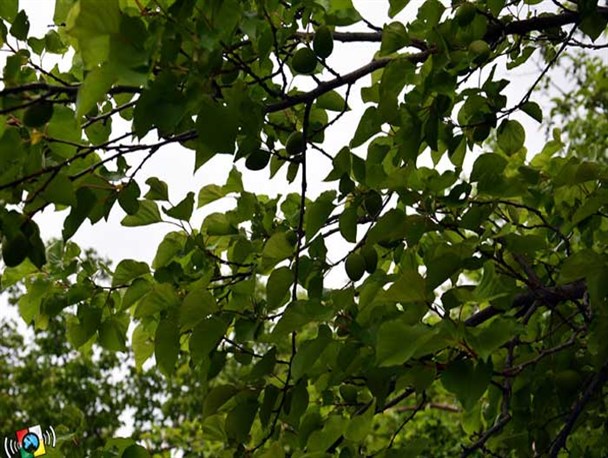 عدم آسیب دیدگی باغات شهرستان شهریار در سرمای اخیر