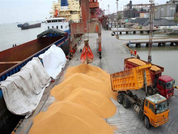 سرنوشت مبهم ذرت‌های آلوده/ دستگاه قضایی و سازمان غذا و دارو ورود کنند