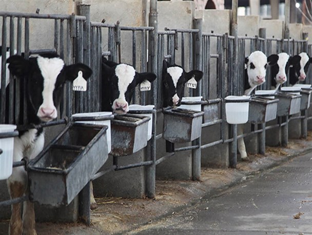 دام های مولد در کشتارگاه/ از اوضاع نابسامان دامداری‌ها تا افزایش بی‌ضابطه قیمت نهاده