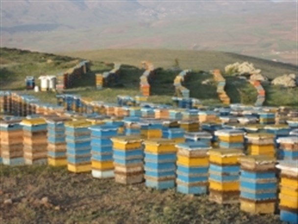شهرستان نیر محروم از صنایع تبدیلی عسل
