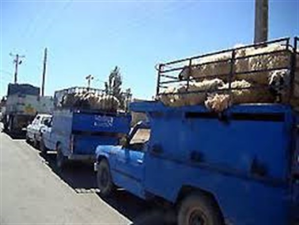 توقیف 48 راس دام قاچاق در حاجی اباد