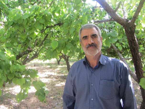 آسیب دلالان به بزرگترین سایت پرورش زردآلوی کشور/شیوه صحیح آبیاری 40 درصد بازدهی را بالا می برد+تصاویر