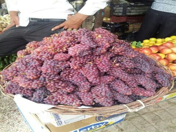 یاقوت هایی در دل تاکستان های سیستان/ اختصاص ۱۷۰۰ هکتار از ارضی سیستان به کشت انگور یاقوتی