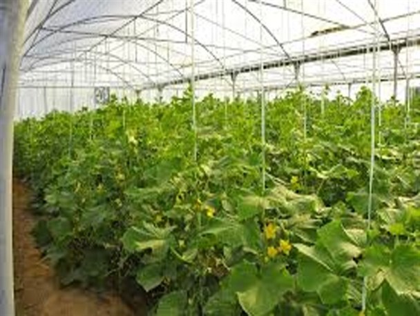 ایجاد گلخانه هایی با ۷۰ درصد صرفه جویی در مصرف سوخت در دانشگاه زابل