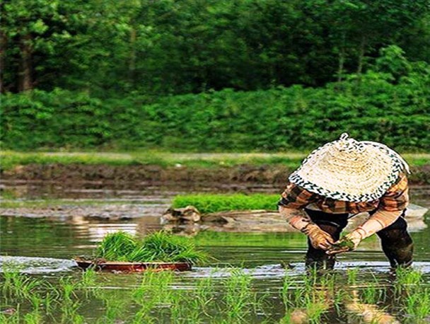 نشای برنج در شالیزارهای کلیجان‌رستاق ساری+تصاویر