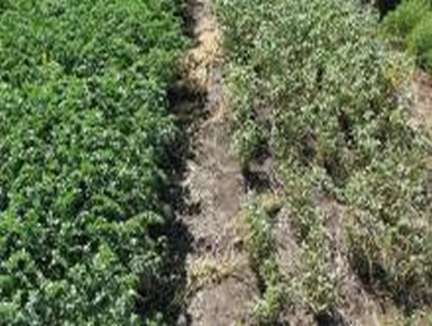 خسارت 60 تا 100 درصدی قارچ زدگی به اراضی نخود در روانسر/ اراضی دهستان حسن آباد حامل بیشترین خسارت می باشد