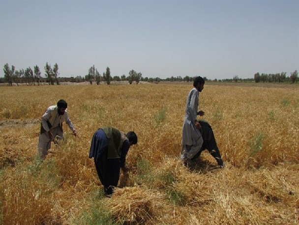 گزارش تصویری/ مشارکت گروه های جهادی شهرستان میرجاوه در جمع آوری محصول گندم کشاورزان