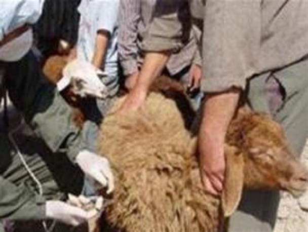 48 هزار و 300 رأس دام شهرستان رودان در برابر تب برفکی واکسینه می شوند