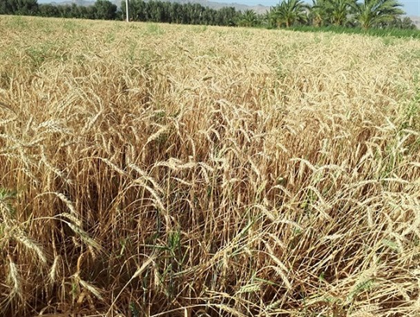گزارش تصویری/ برداشت 5 هزار تن خوشه طلایی گندم از اراضی شهرستان میرجاوه