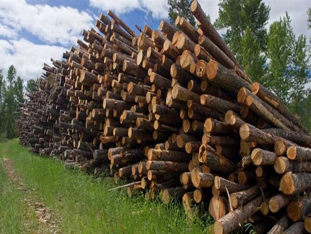 افزایش تقاضای تامین چوب برای صنایع با اجرای طرح تنفس جنگل/ تبر تجاری‌سازی بر تن درختان