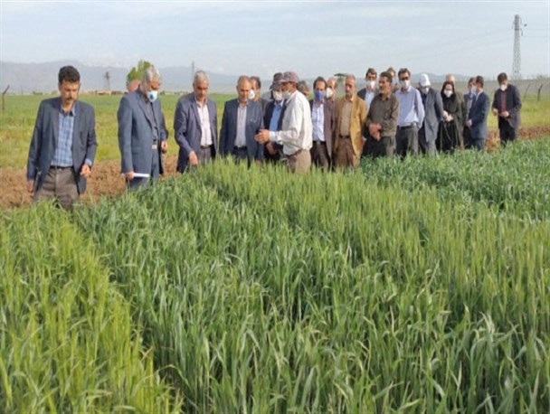 بیش از ۳۰۰ محقق در طرح "کاروان ترویج کشاورزی" حضور دارند/ انتقال یافته‌های تحقیقاتی به بیش از ۱۰ هزار بهره‌بردار کرمانشاهی