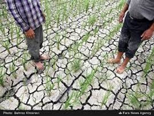 700 هکتار از اراضی شالیزاری جویبار در معرض خشکسالی/اجرای 17 مورد قلع و قمع در سه ماهه سال جاری