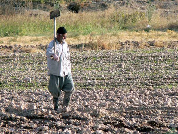 قانون معافیت بیمه‌ای کارفرمایان کشاورزی همچنان روی زمین