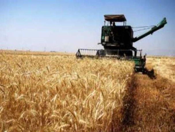 خرید تضمینی بیش 6 هزار تن گندم از کشاورزان/ رشد 15 درصدی تولید گندم درشهرستان بستک
