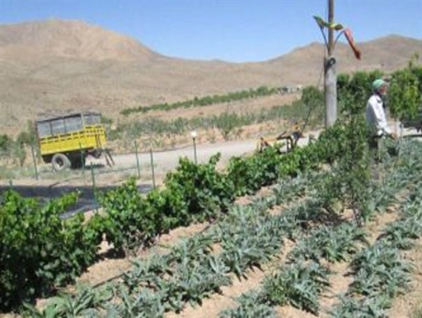 مددکاران ترویج کوهپایه اقدام و عمل را به مزارع کشاندند/ کشت گیاهان دارویی مصداق بارز اقتصاد مقاومتی