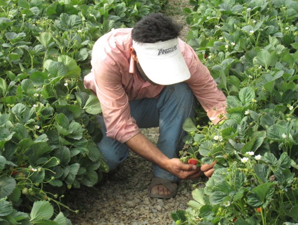 تجلی اقتصاد مقاومتی در کاشت توت‌فرنگی/اشتغالزایی برای ۱۲ نفر با توسعه کشت گلخانه‌ای+عکس