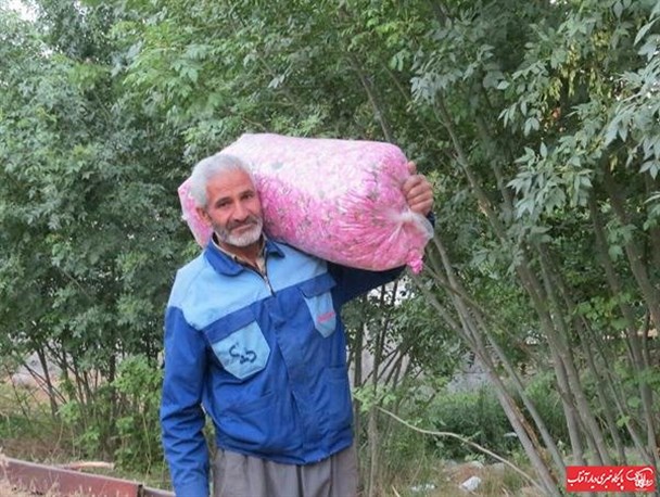 جشنواره گل محمدی در روستای خاوه اردهال
