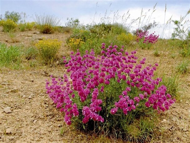 قوانین سختگیرانه نسخه گیاهان دارویی را پیچید/ تشکیل اتاق فکر؛ ضرب‌العجلی برای حفظ و توسعه ثروت سبز ایران‌