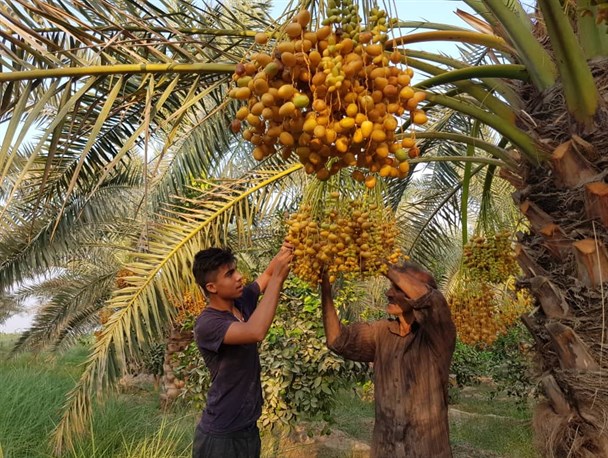 نخیلات خوزستان نیازمند حمایت‌هایی از جنس نفت هستند/ آب یک کالای اقتصادی نیست