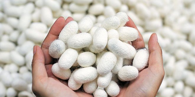 عقب ماندگی صنعت ابریشم بخشودگی نیست/ ضرورت راه اندازی مرکز دوره تربیت کاردانی پرورش نوغان