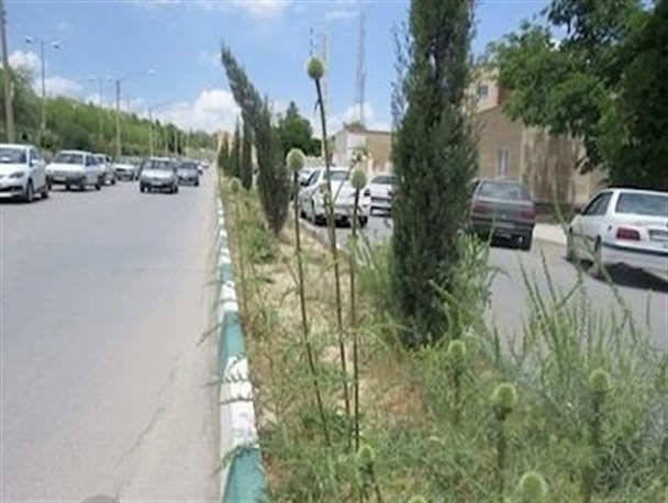 احمدی کیش برای تیمار فضای سبز یاسوج دست به دامن شهروندان شد + تصویر