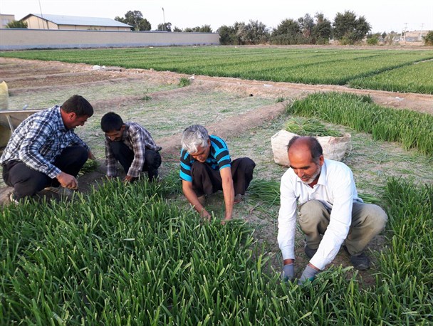 تلاش کشاورز نمونه برای مصرف بهینه آب / زنگ خطر بی آبی در منطقه