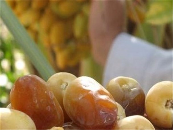 آغاز برداشت خرما از بیش از پنج هزار هکتار از نخلستان های حاجی آباد