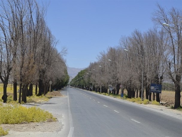 حال نا خوش درختان ورودی پاسارگاد / تصویر