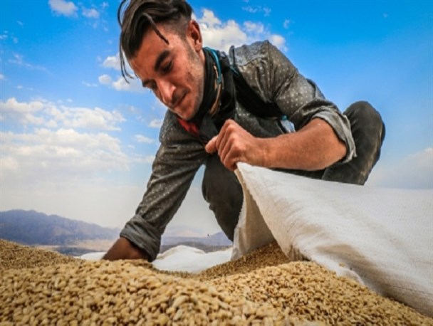 برداشت گندم از مزارع خلخال+ تصاویر