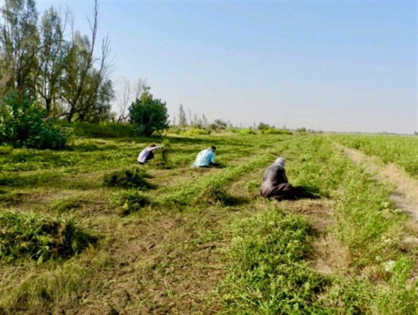 برداشت افزون بر پنج هزار تن حنا در شهرستان دلگان/ زمینه اشتغال هزار و 500 نفر فراهم شد