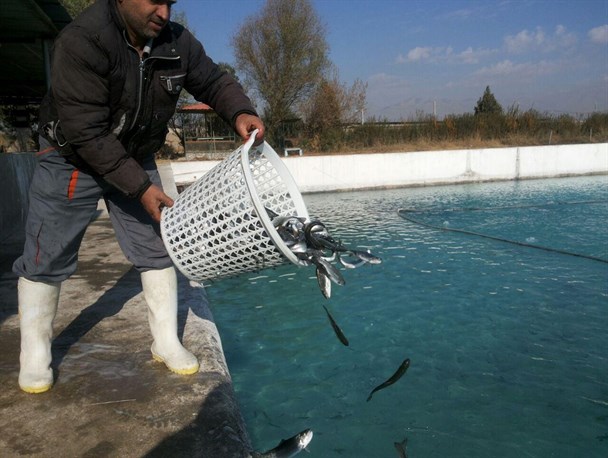 رهاسازی بیش از 32 هزار بچه ماهی در استخرهای ذخیره آب خلیل آباد