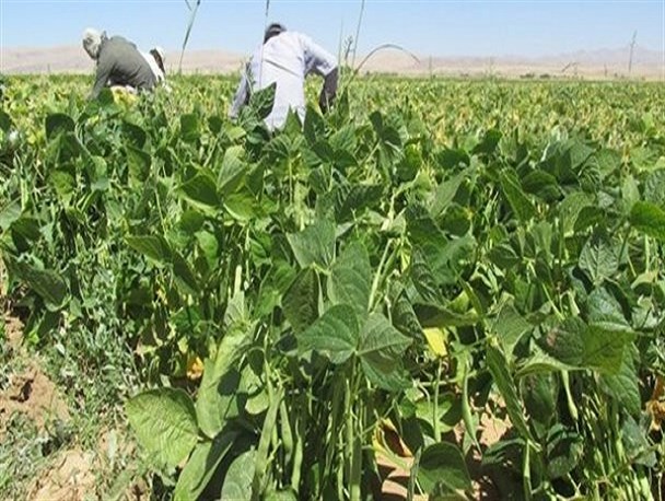 لرستان رتبه اول تولید حبوبات کشور را دارد/ افزایش تولید نخود در کشت انتظاری