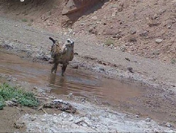 تأثیرات خشکسالی‌ها، در سال‌های آینده هم گریبانگیر محیط زیست خواهد شد