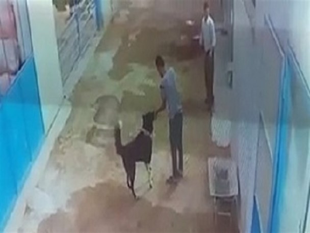 جوان جویباری بر اثر گازگرفتگی سگ خانگی جانش را از دست داد