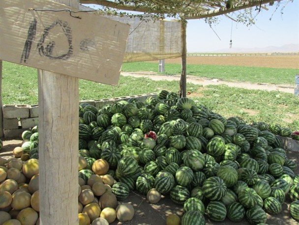 چوب حراج هندوانه کاران بر منابع آبی کمیجان + تصاویر